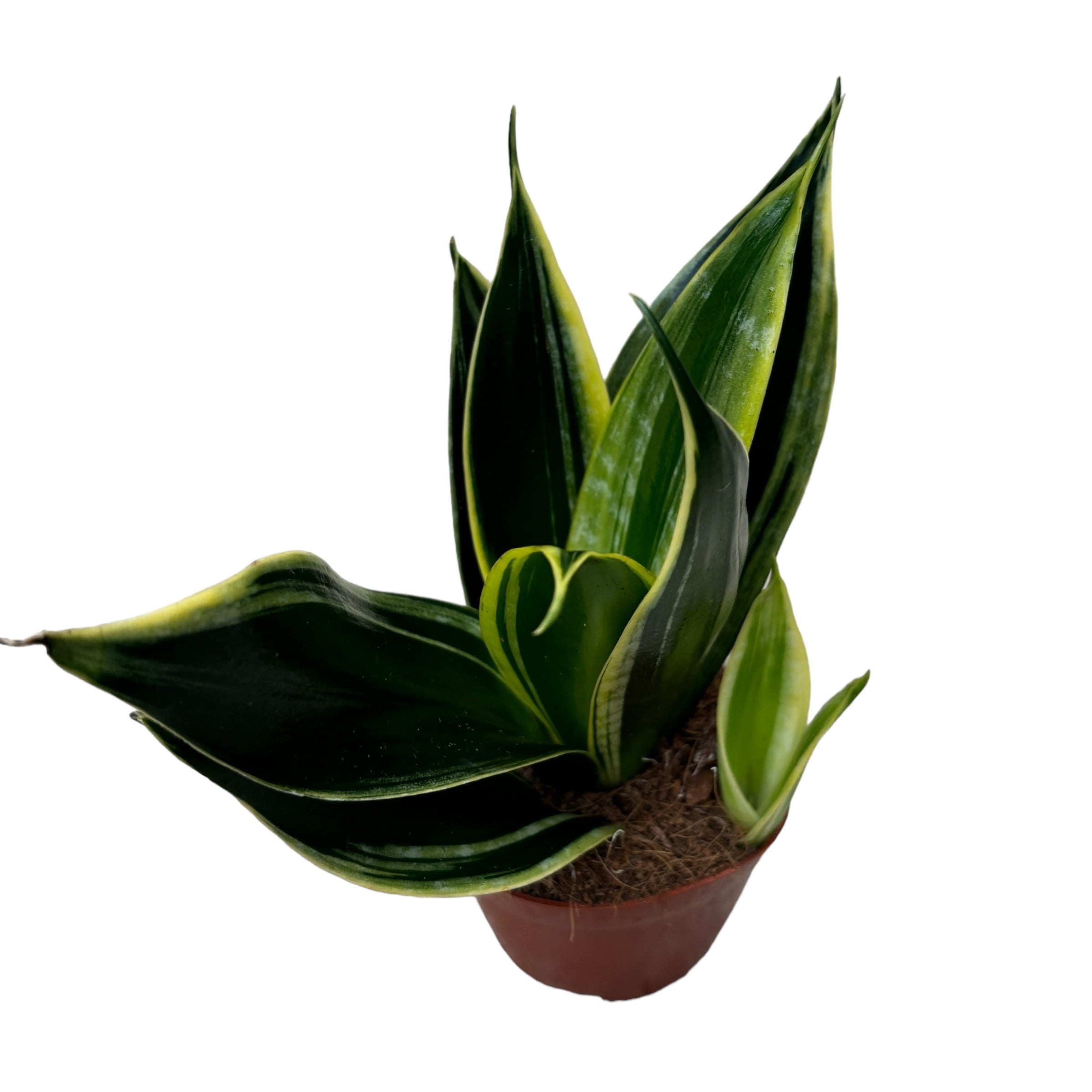 Sansevieria ‘Golden Flame’ D8