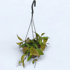 Hoya 'Sunrise' - exemplare dezvoltate!