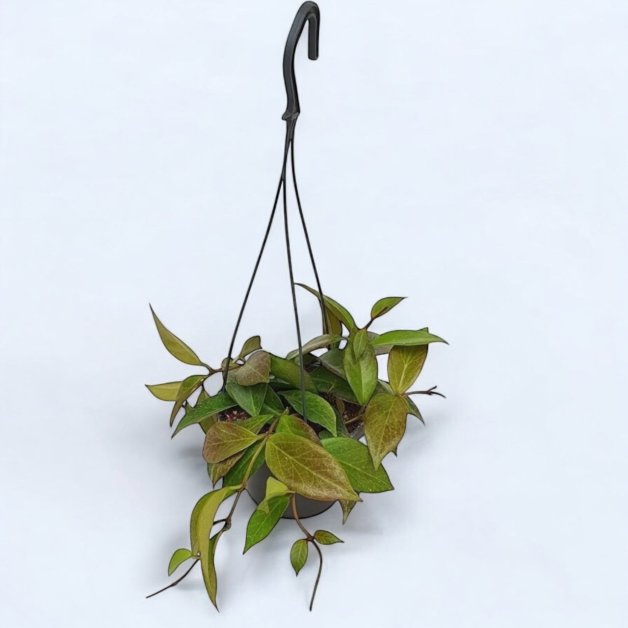 Hoya 'Sunrise' - exemplare dezvoltate!