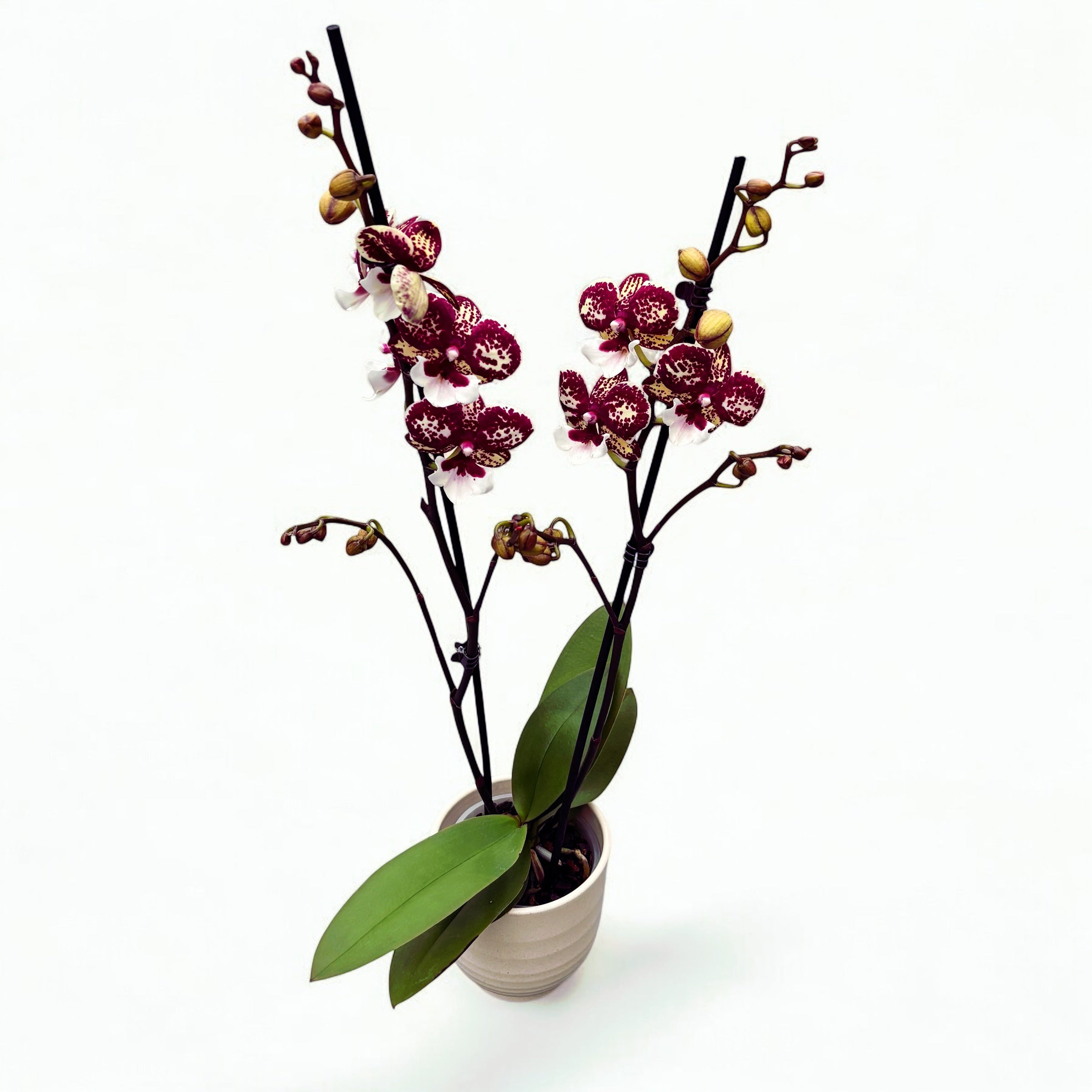 Phalaenopsis JC Maidanglu (« Édition Limitée #127 ») grande lèvre