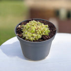 Planta carnivora Cephalotus follicularis (babyplant)