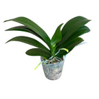 Phalaenopsis Pink Sunset Girl (peloric)