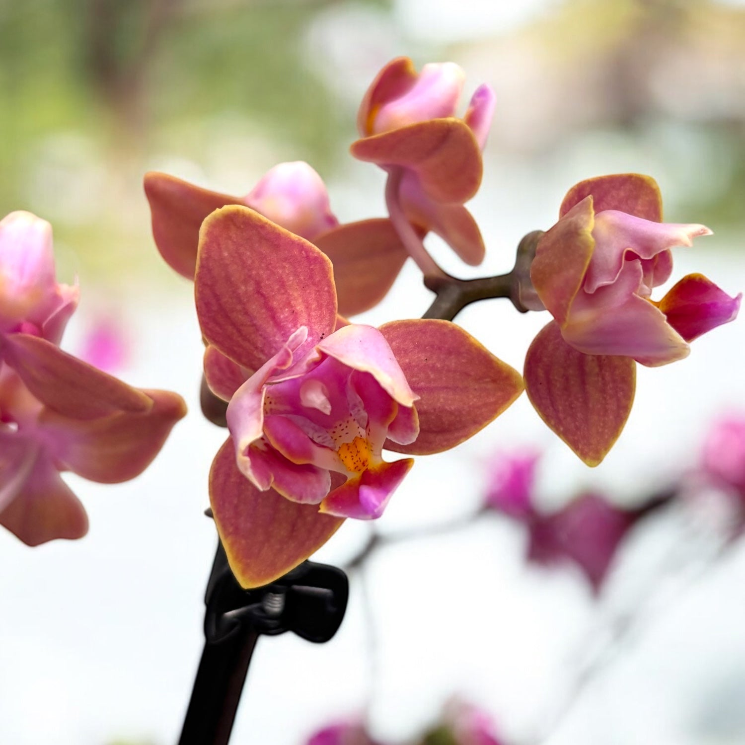 Phalaenopsis Dusty Belle - flori parfumate si pelorice