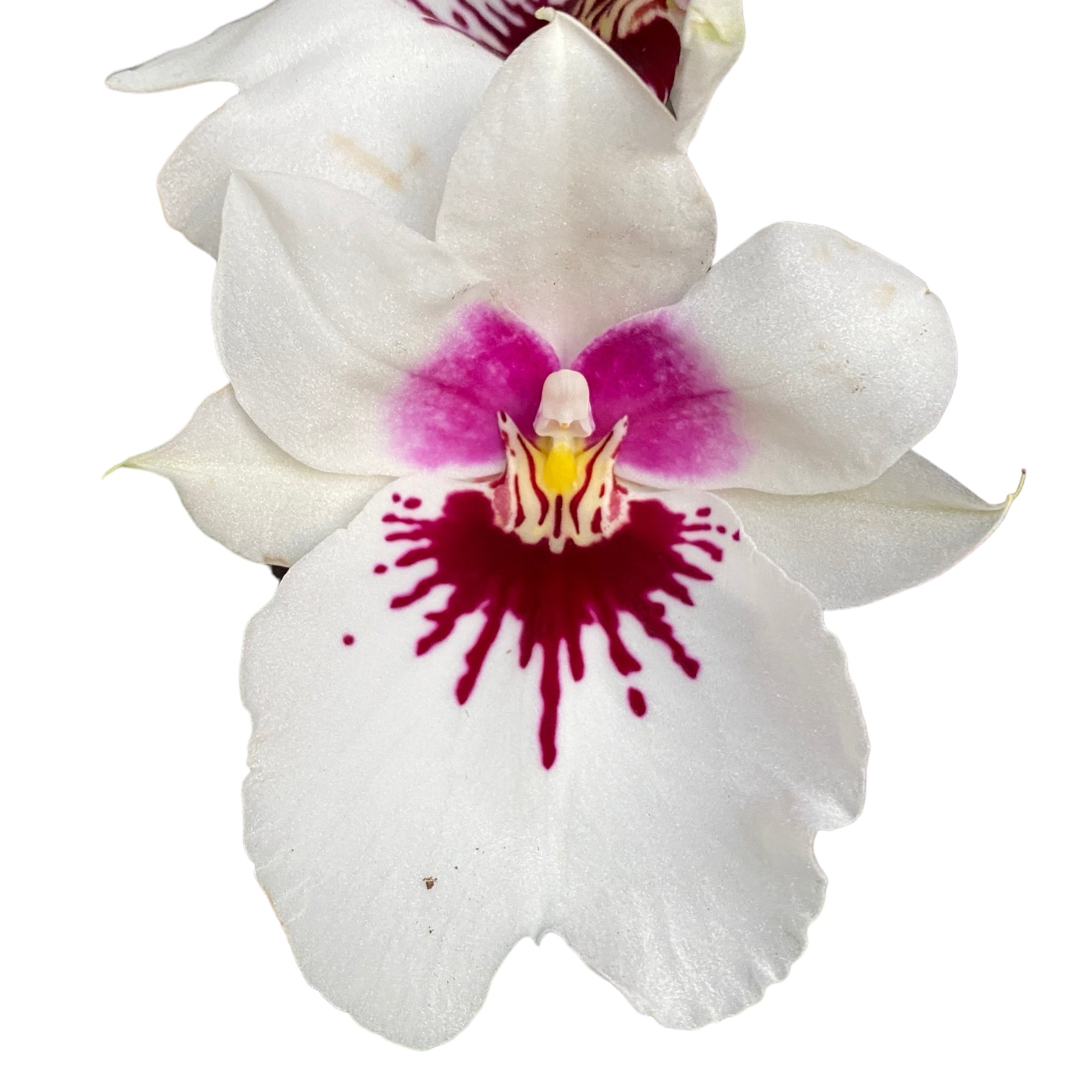 Miltoniopsis (Ambre x Lynne Waihee) 'Cream Puff'