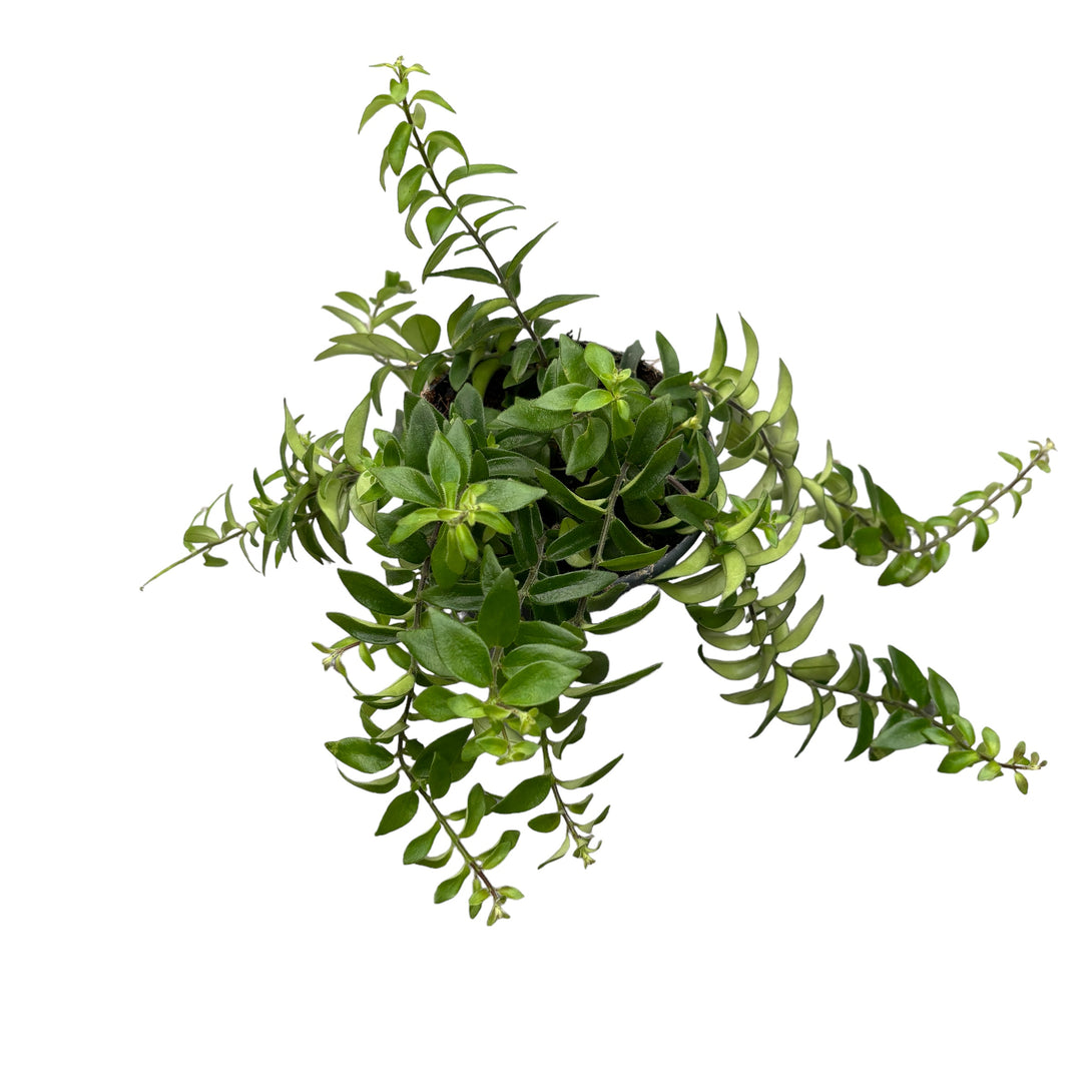 Aeschynanthus Twister - Lipstick plant (Planta Ruj) 3 plante/ghiveci