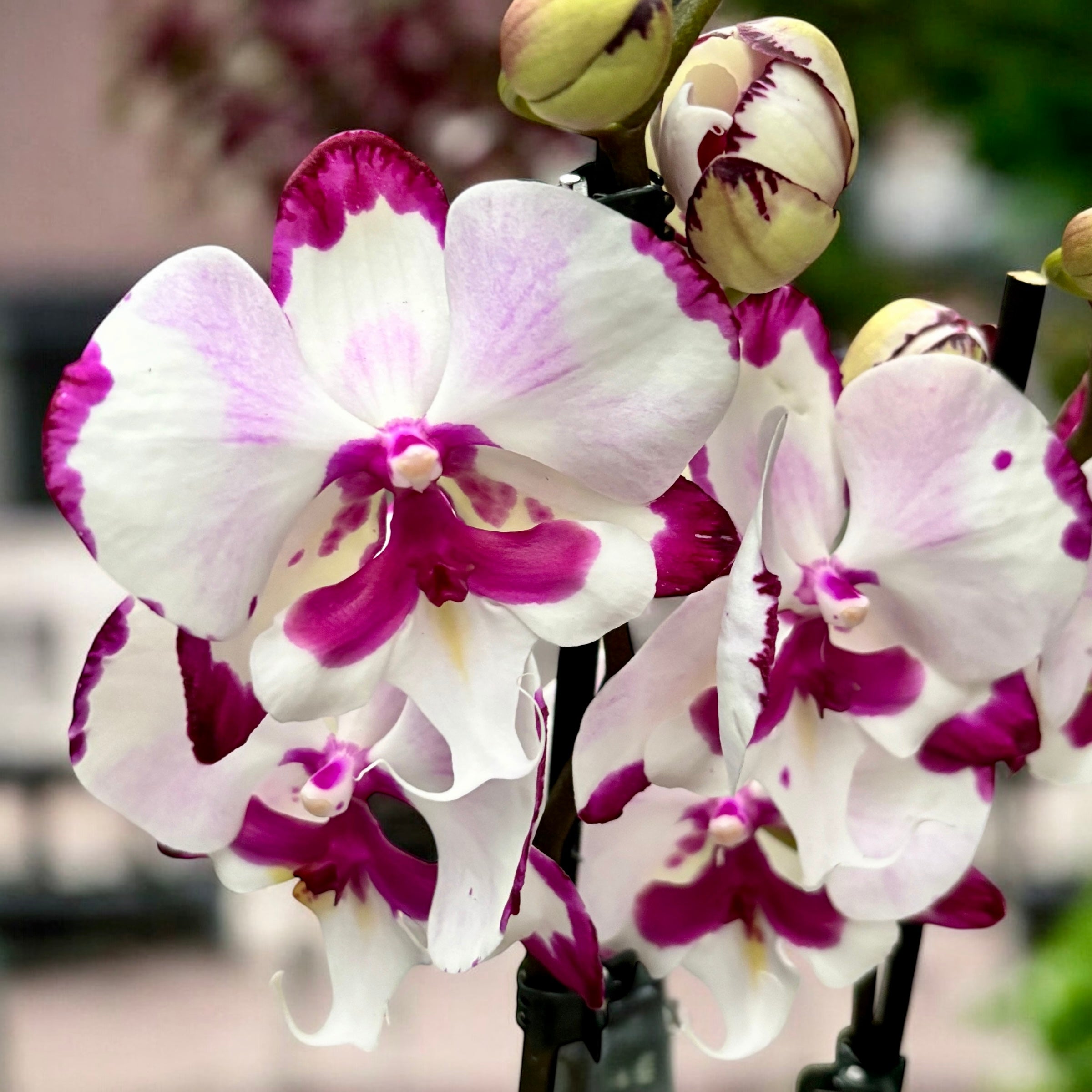 Phalaenopsis King Car Dalmatian big lip