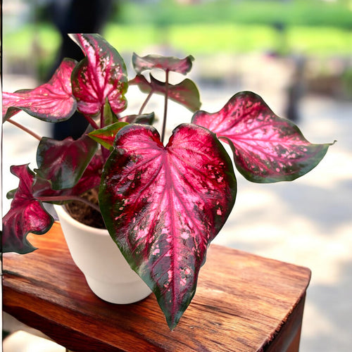 Caladium 'Scarlet Flame' – Farbspektakel mit spektakulären roten Blätt –  Secret Garden Plant Shop