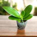 Phalaenopsis Orchid World (Phal. Malibu Imp × Phal. Deventeriana) - parfumata