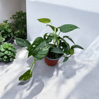 Epipremnum Pinnatum tarka 3 növény/cserép