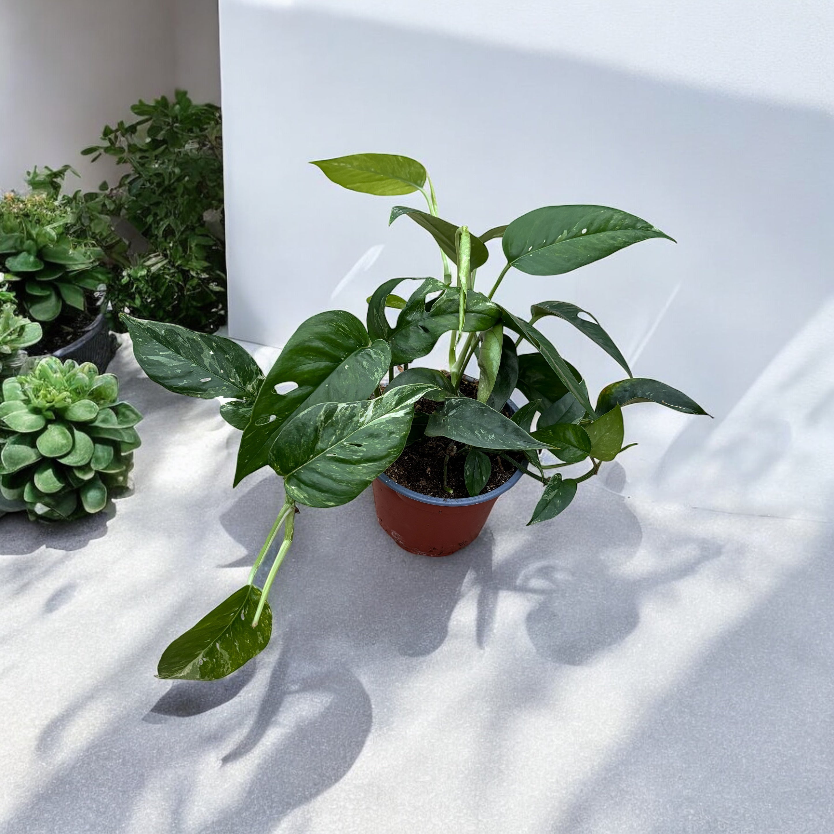 Epipremnum Pinnatum variegated 3 plante/ghiveci