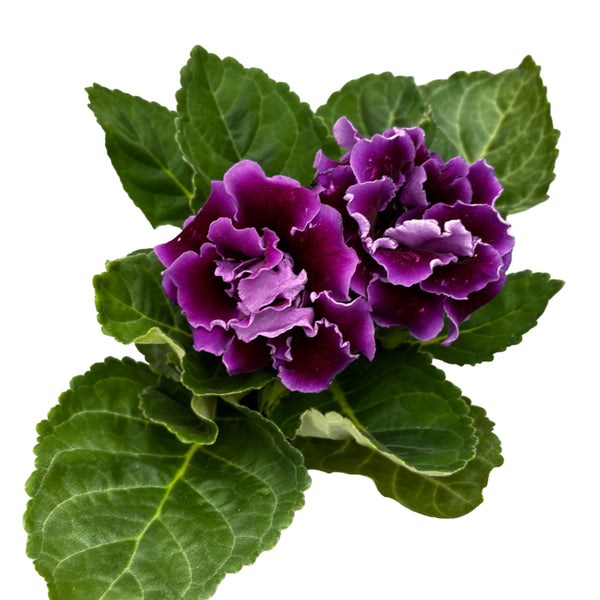 Sinningia Brocade Purple – Gloxinia Sonata mit violetter gefüllter Blüte