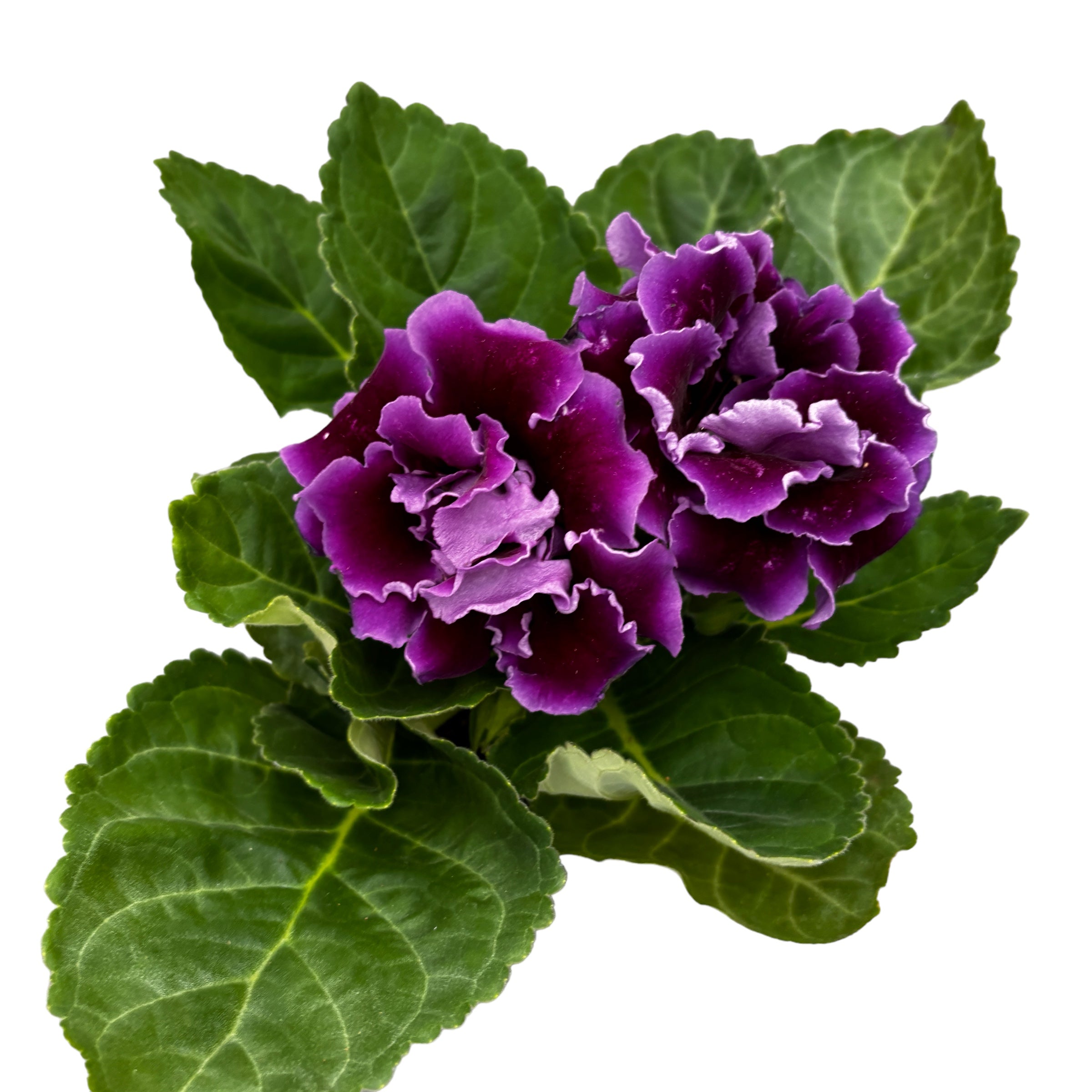 Sinningia Brocade Violet - Gloxinia Sonata cu floare dubla mov