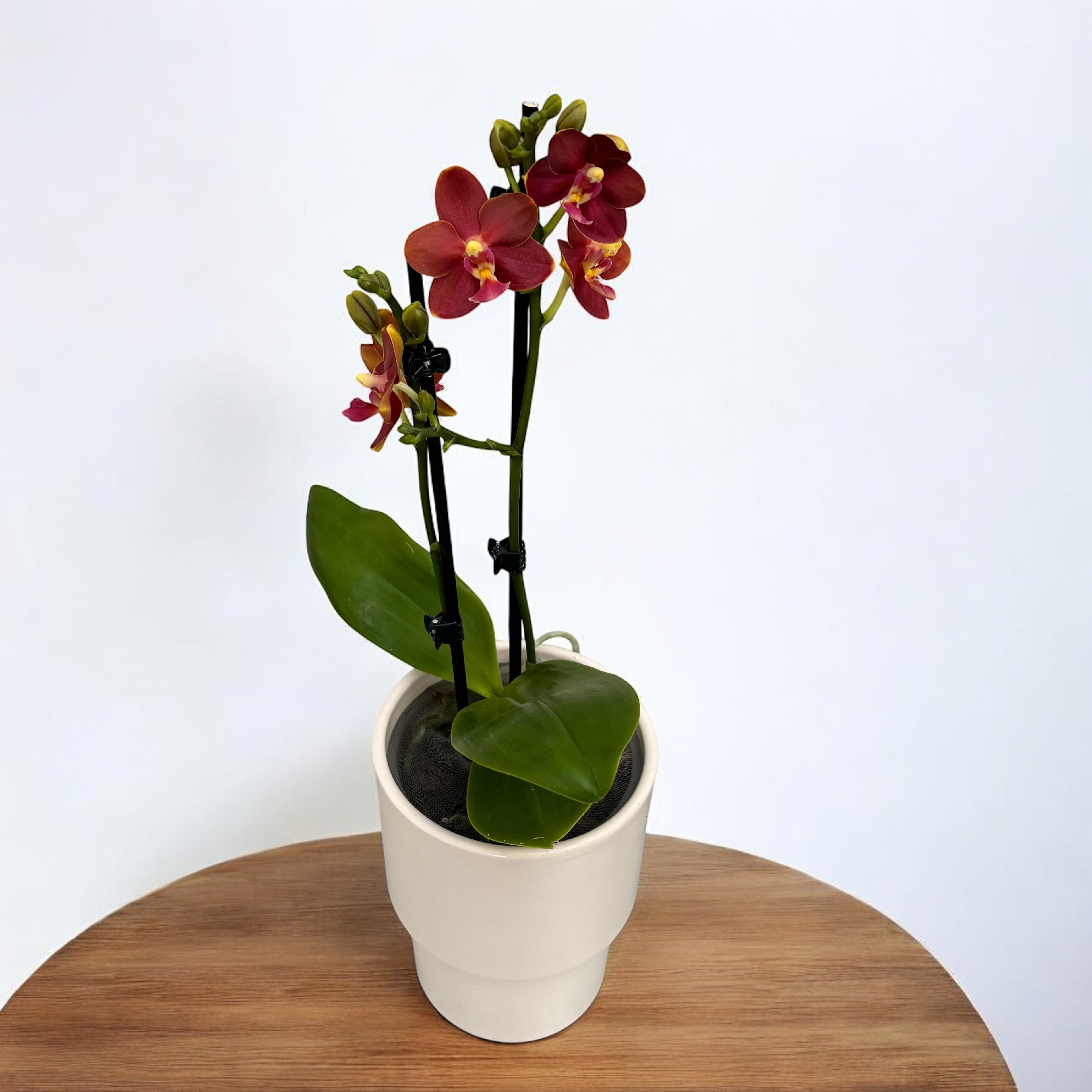 Phalaenopsis Yaphon Profumo 'Coffee Red' - profumato