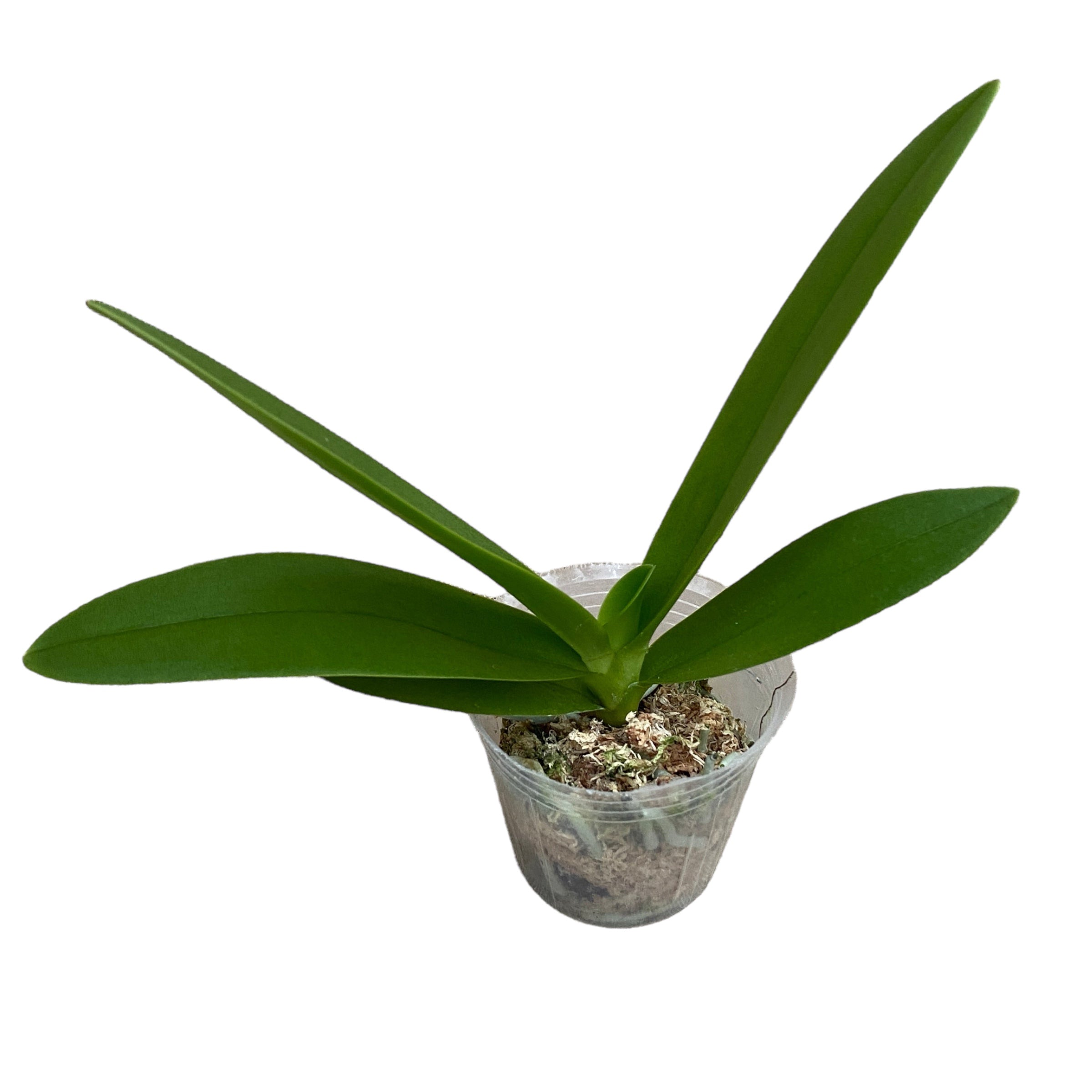 Phalaenopsis Tzu Chiang Saphir (pelorisch)