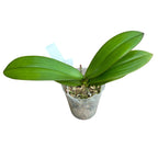 Phalaenopsis SKB Dentelle Noire