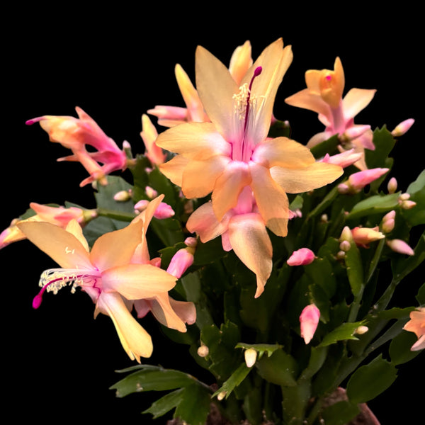 Schlumbergera (Craciunita galbena) - exemplare XXL 4pp