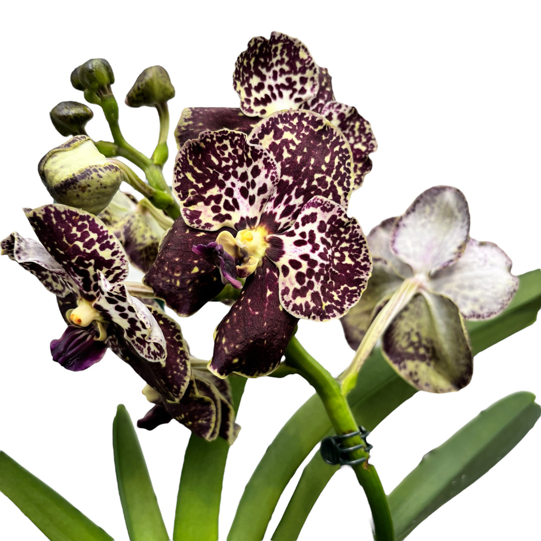 Vanda Mahony (Ansu)