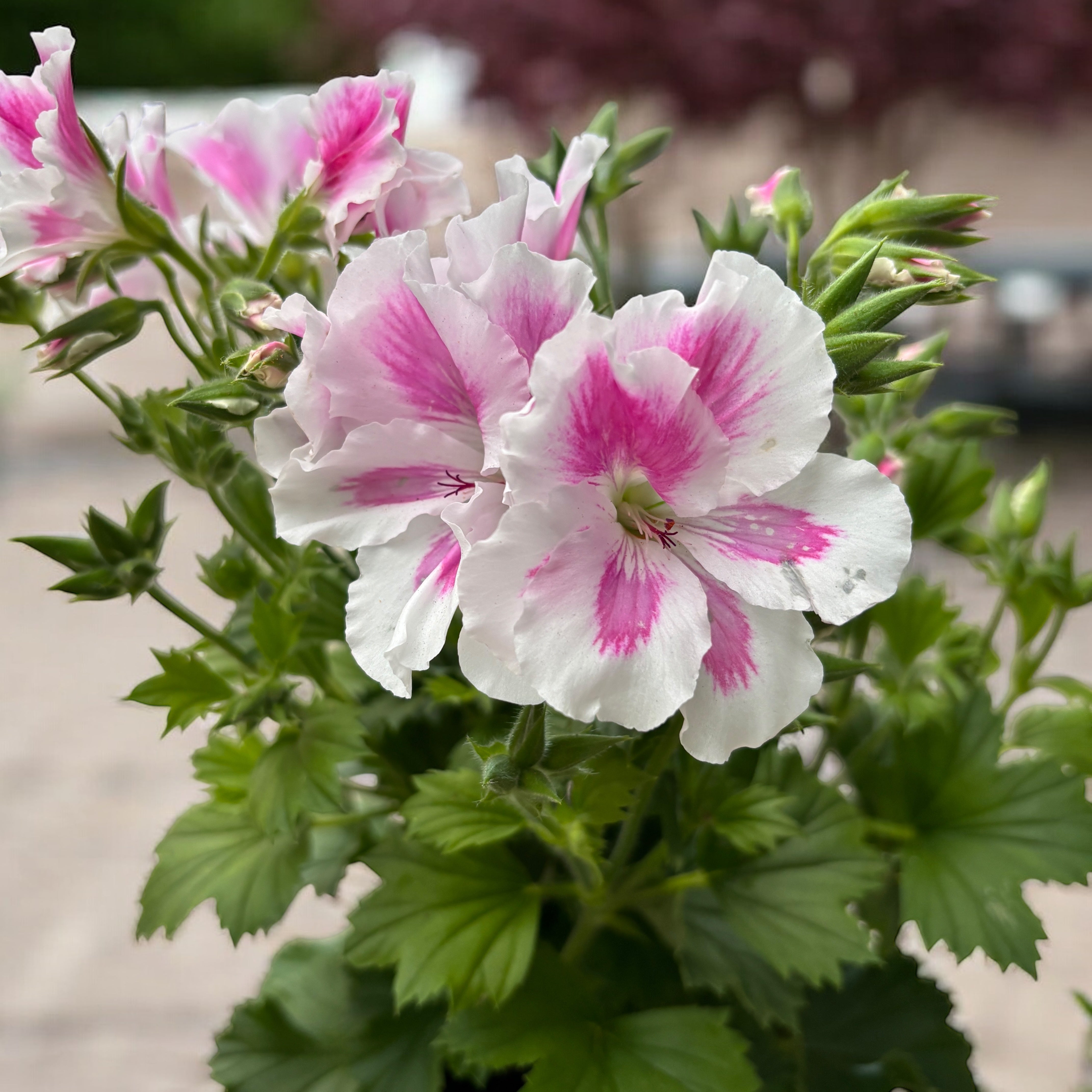 Pelargonium Grandiflorum 'Elegance Belinda' (English geranium)