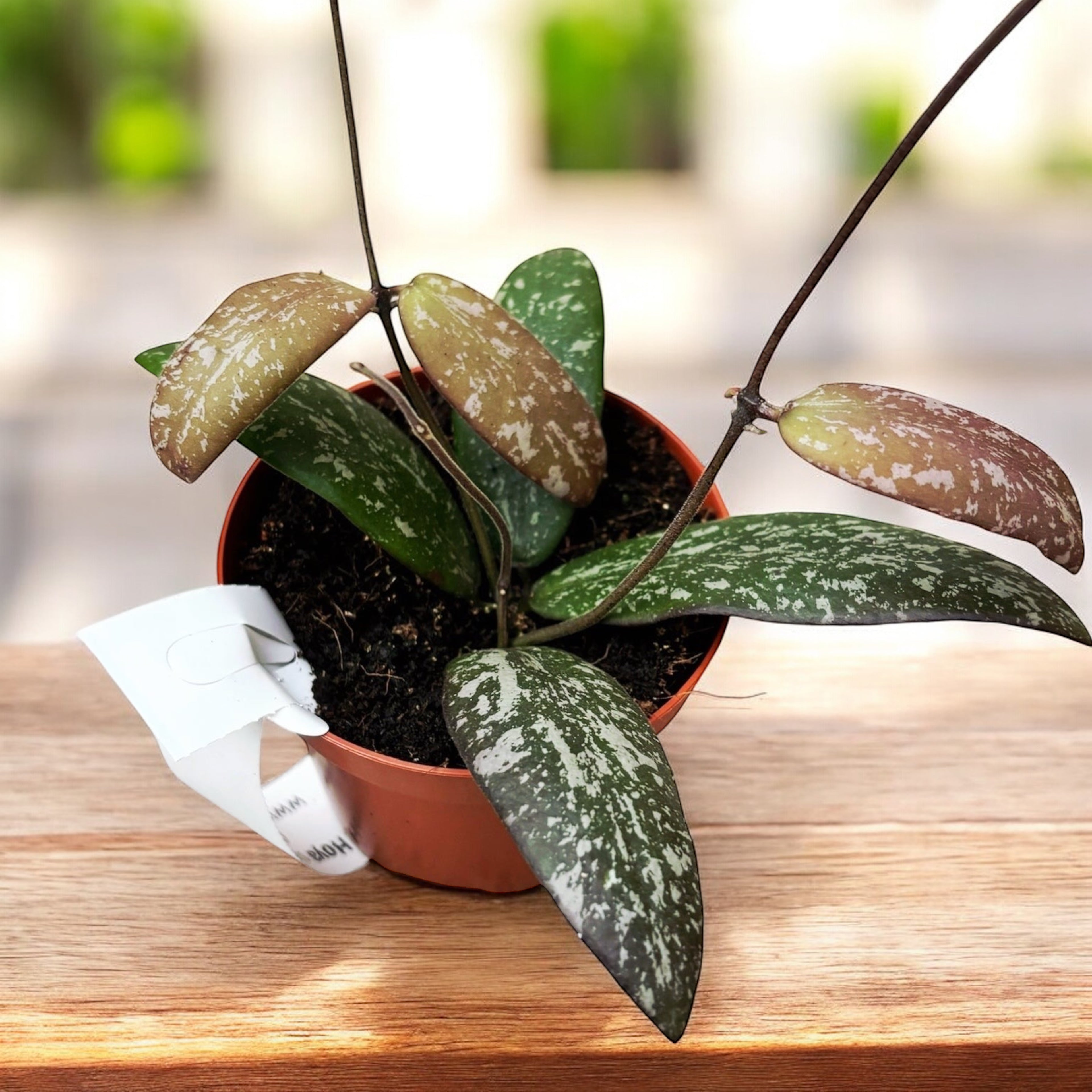 Hoya sigillatis 'Round Leaf' (Wide form, AH001)