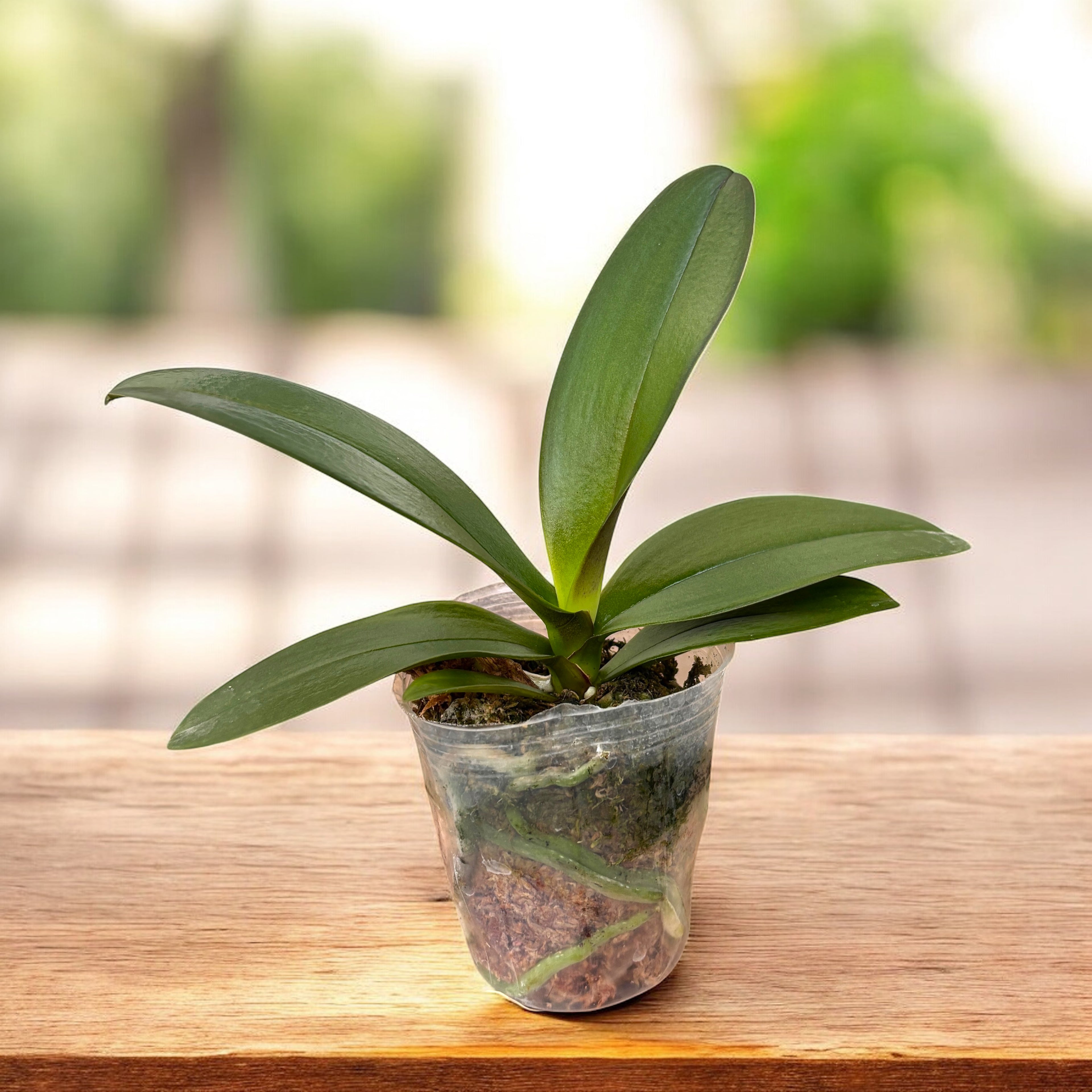 Phalaenopsis Fangmei Sweet '322' (peloric)