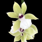 Zygopetalum alba - fragrant flowers