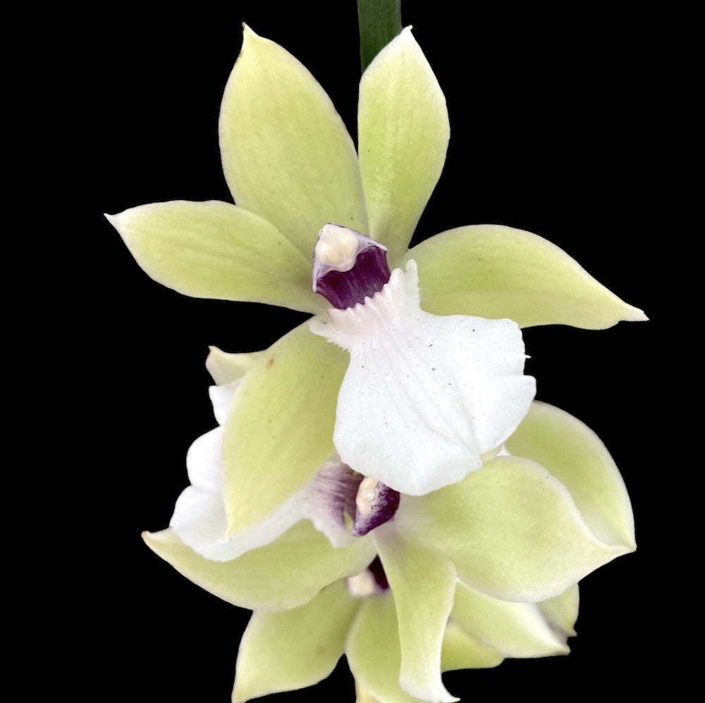 Zygopetalum alba - fragrant flowers