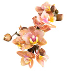 Phalaenopsis Aromio Carola geurig en pelorisch (Vlinder)D7