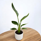 Strelitzia reginae – Bird of paradise with spectacular flowers