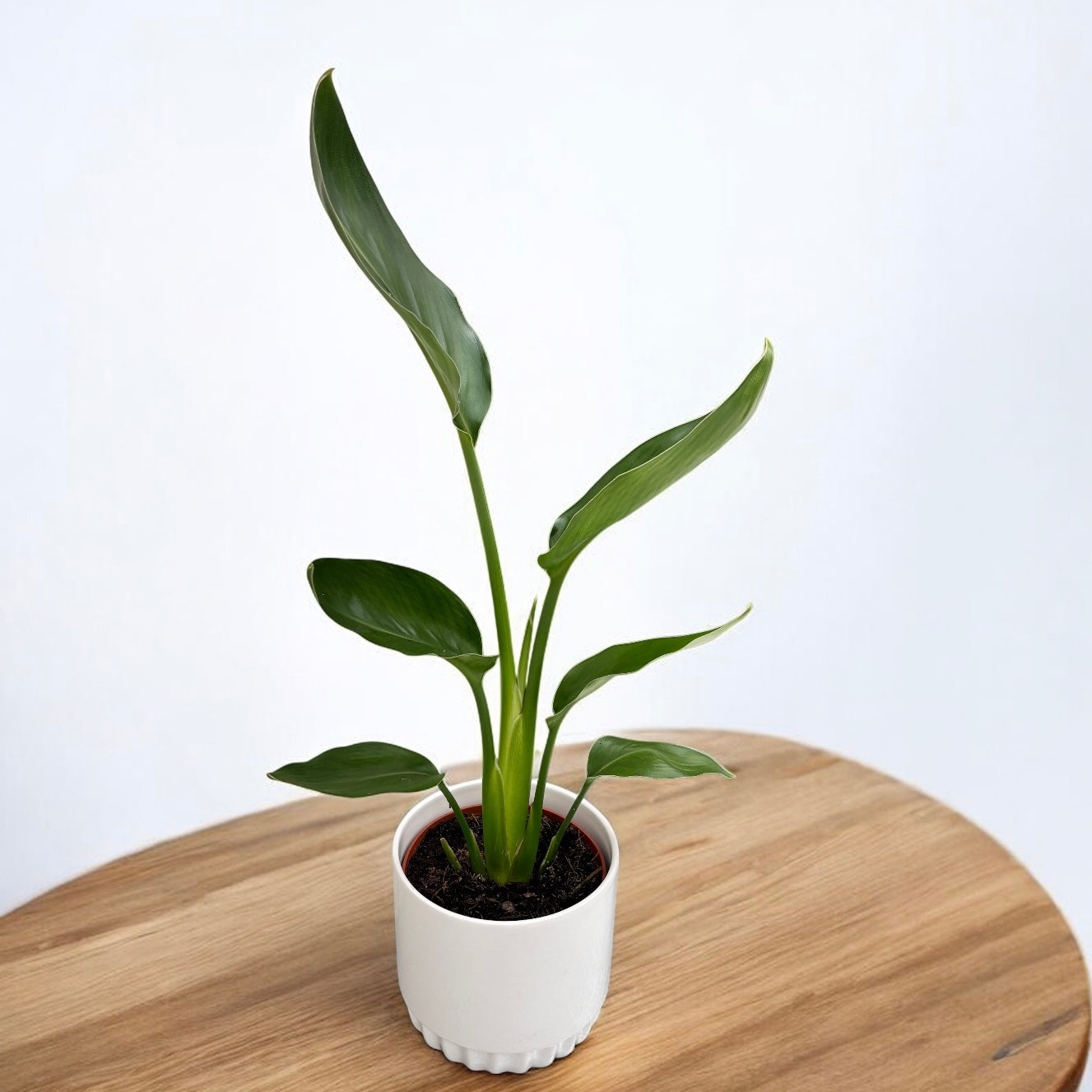 Strelitzia reginae – Pasarea paradisului cu flori spectaculoase