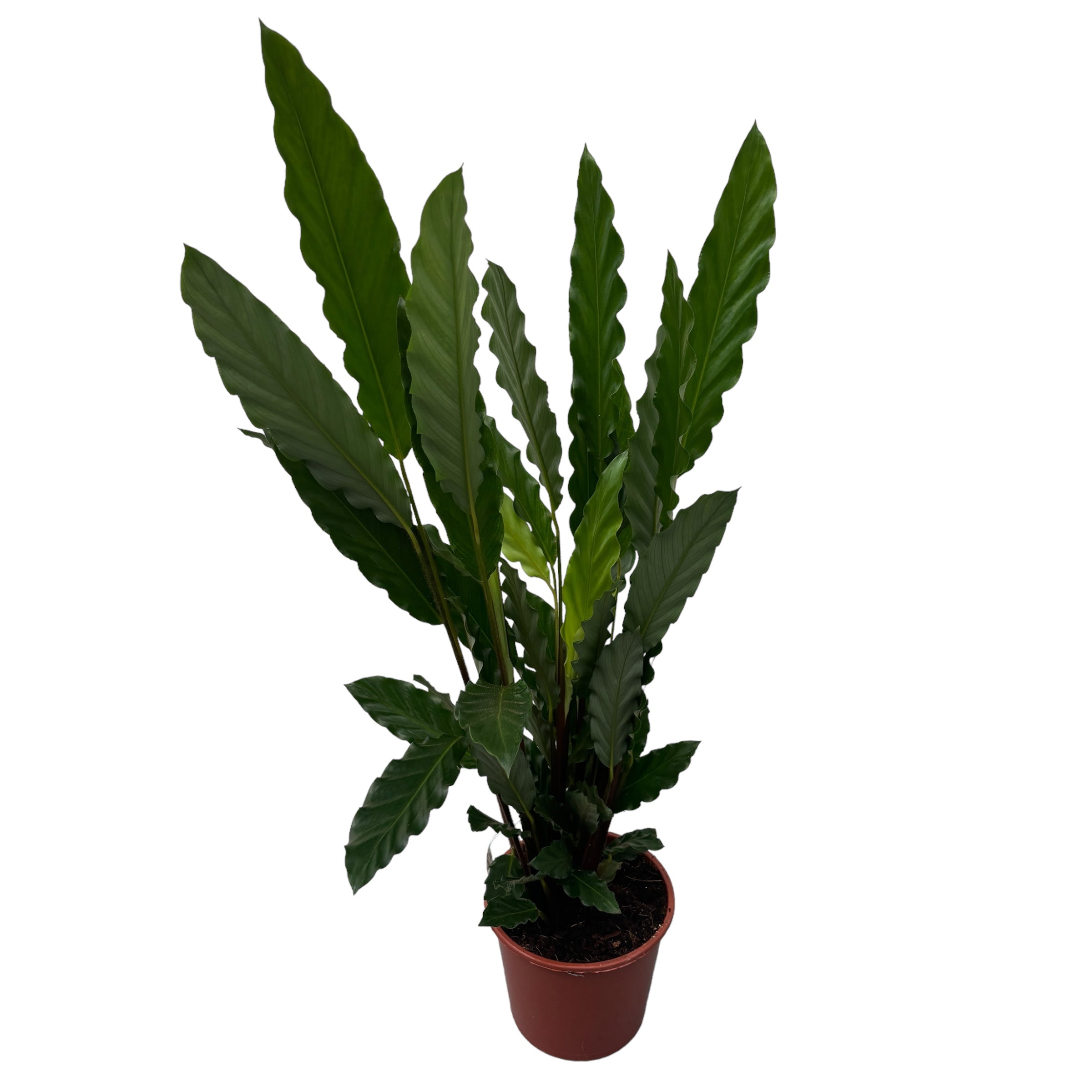 Calathea Rufibarba 'Tropistar' D17