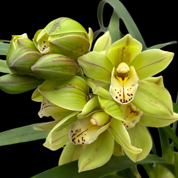 Paddy Green Cymbidium-Orchideen