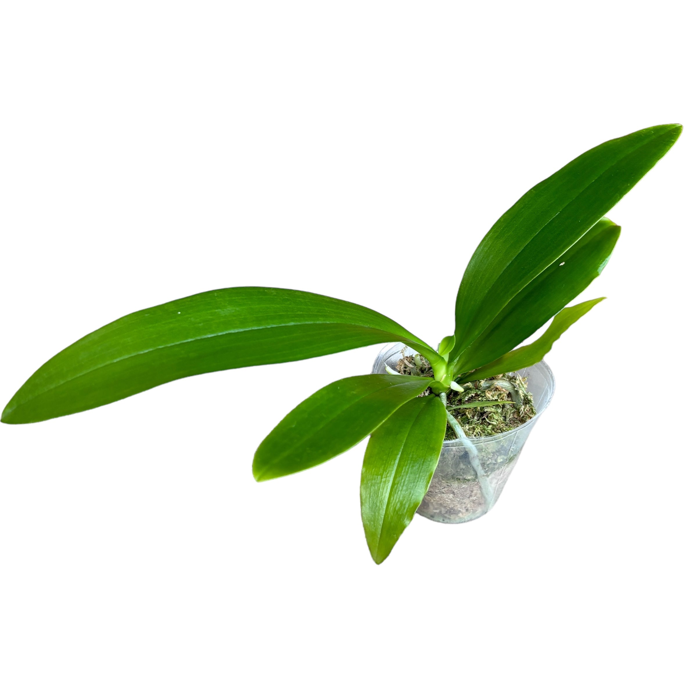 Phalaenopsis Micaels Pantheritz (Phalaenopsis micholitzii × Phalaenopsis pantherina) parfumé