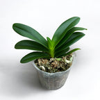 Vdnps. Pulcherrimin '1465'