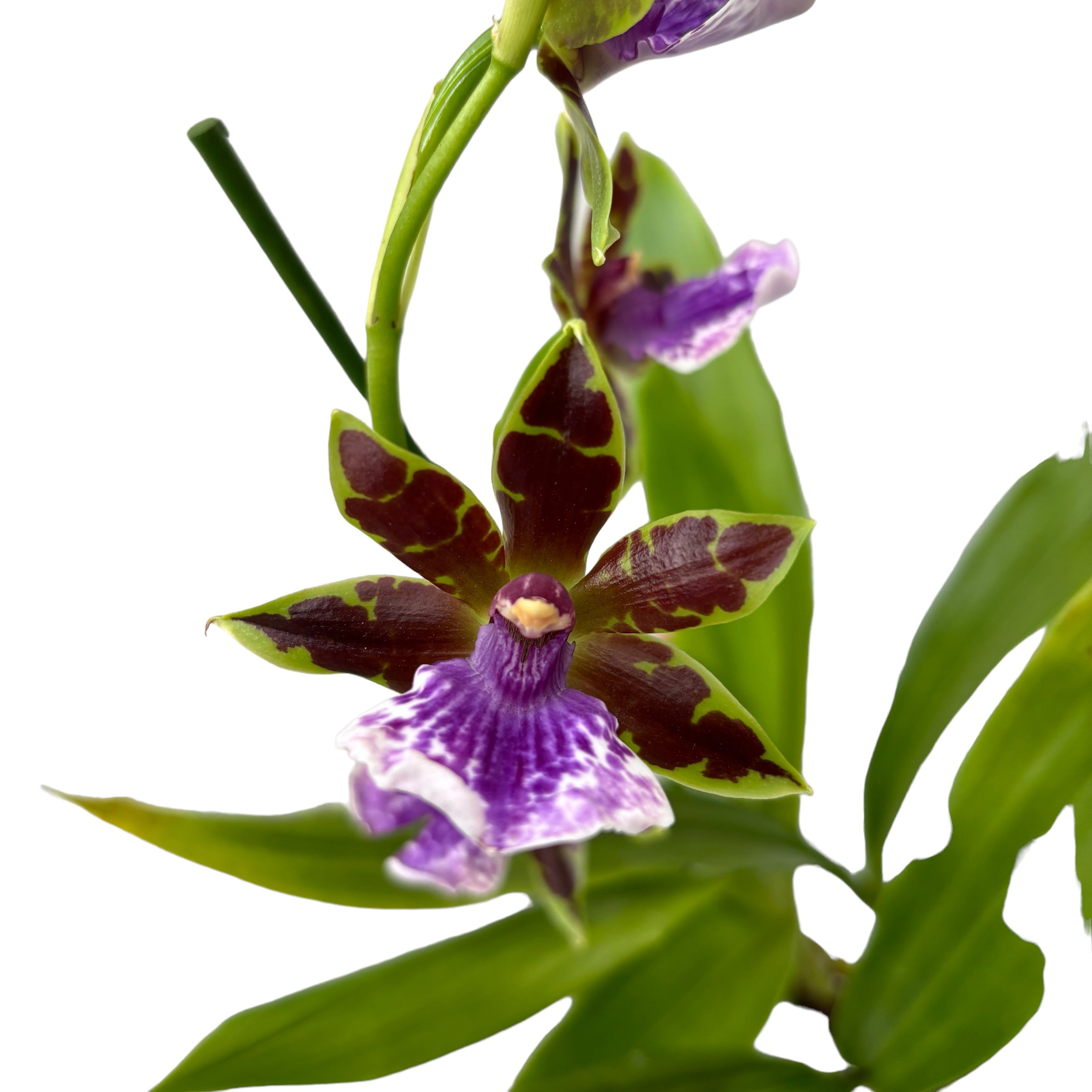 Zygopetalum James Strauss 'Scentsation' - Hyazinthen-Duft