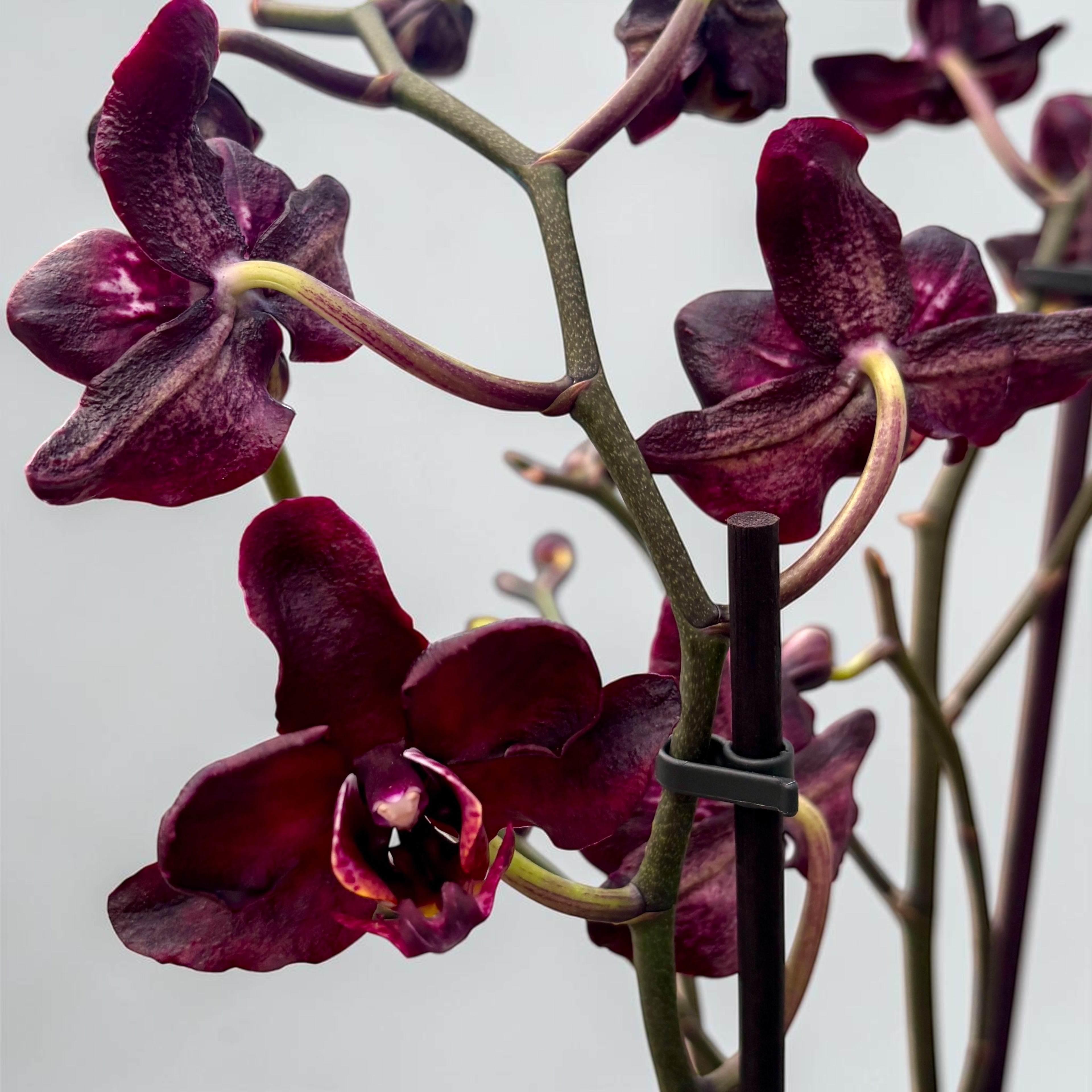 Phalaenopsis Black Jack