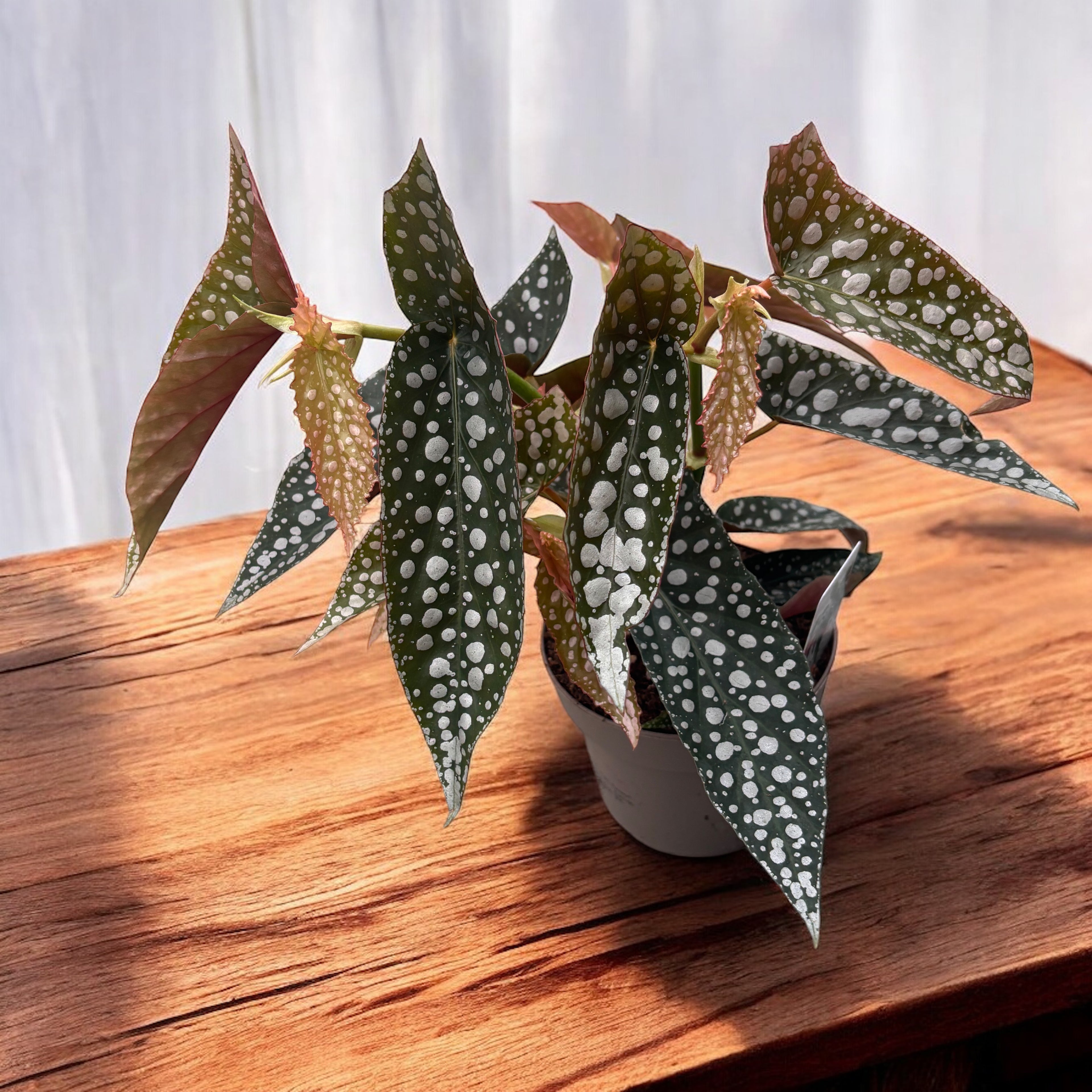 Begonia Maculata 'Silverspot'