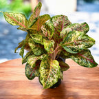 Aglaonema ‘Carnival Queen’ - trooppinen väripommi, XL-versio