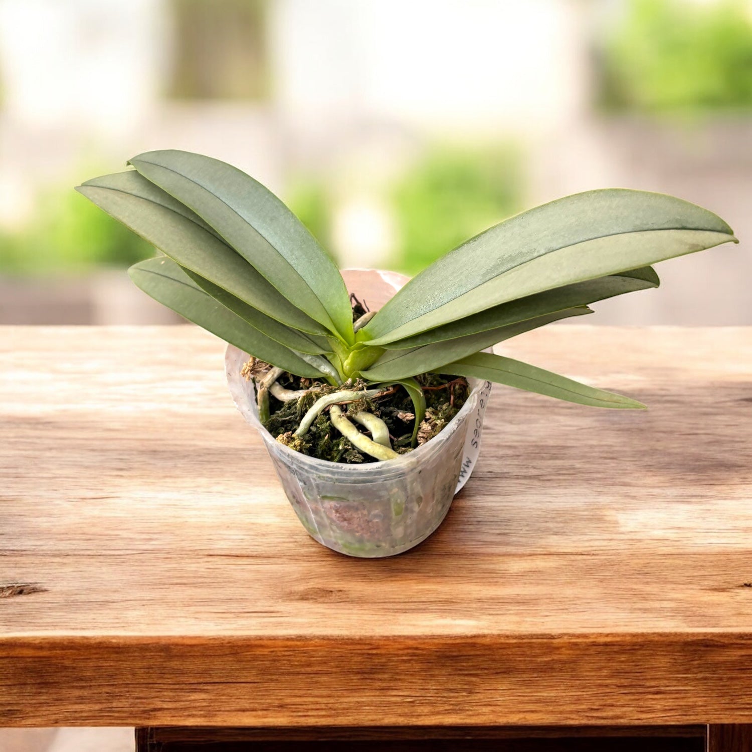 Phalaenopsis Memoria Val Rettig (peloric) - silver leaves