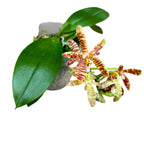 Phalaenopsis mannii var. black × tetraspis - flori parfumate