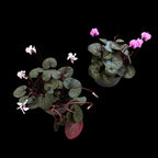 Cyclamen coum mix (Persian Violet) de gradina