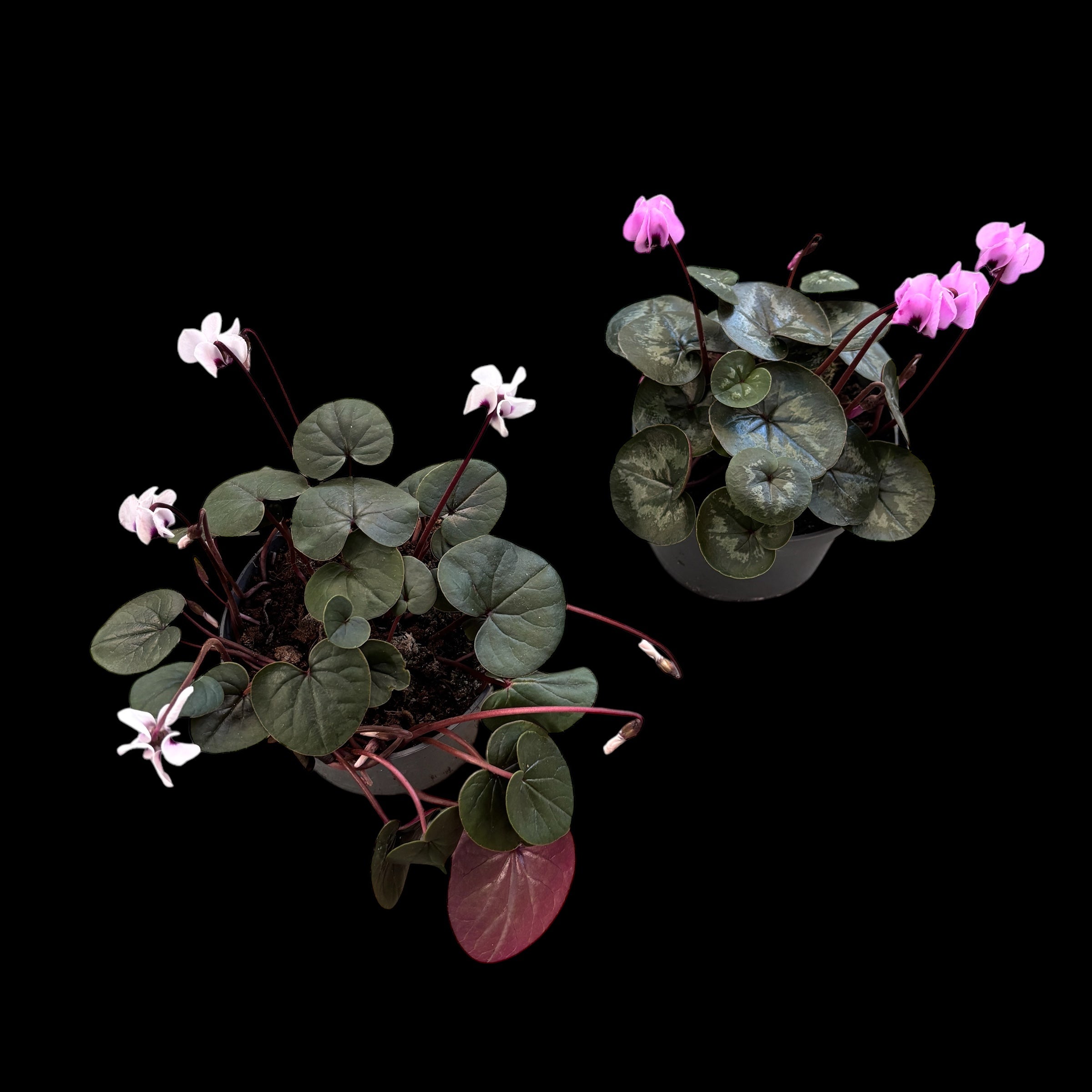 Cyclamen coum mix (Persian Violet) de gradina