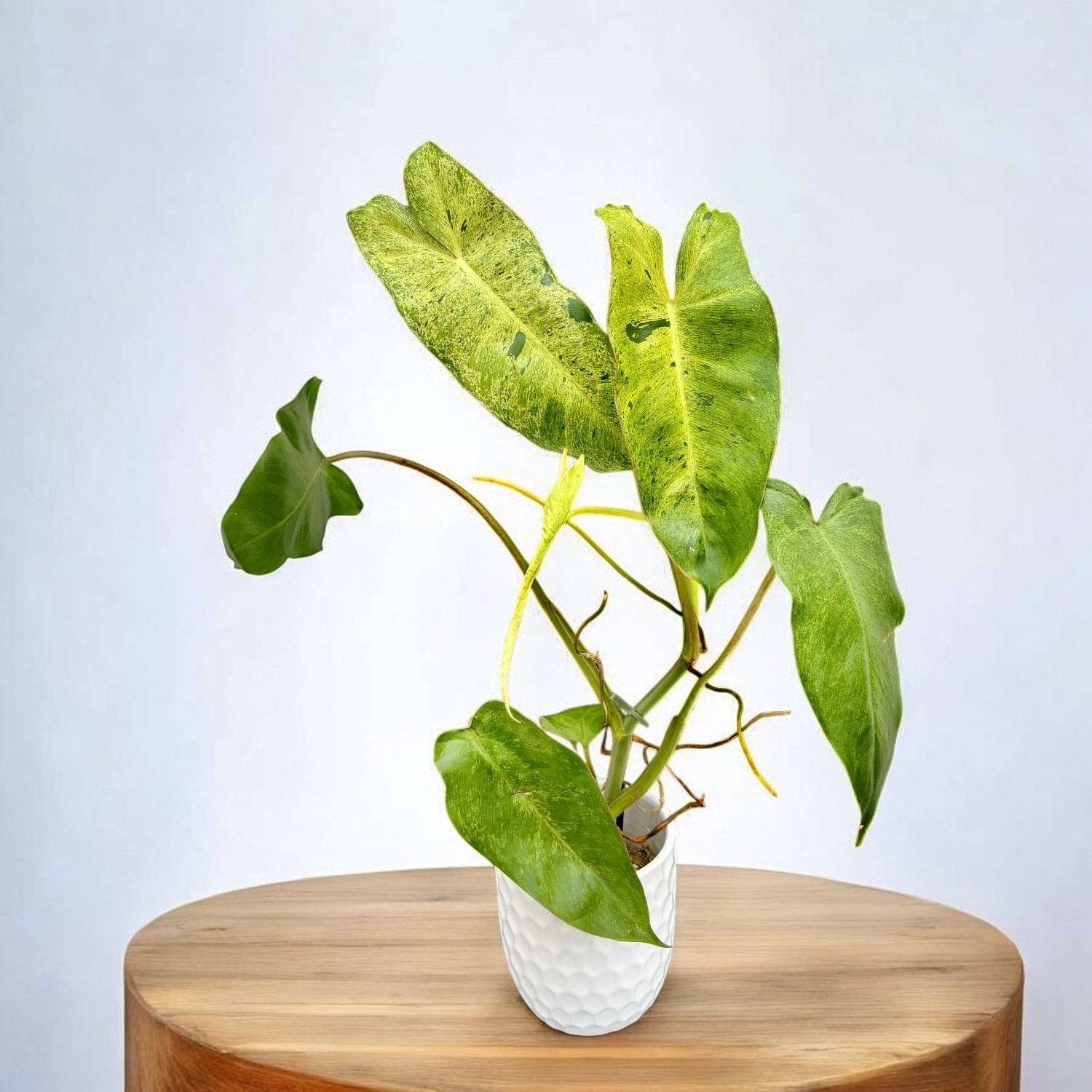 Philodendron Paraiso Verde (Taiwan)