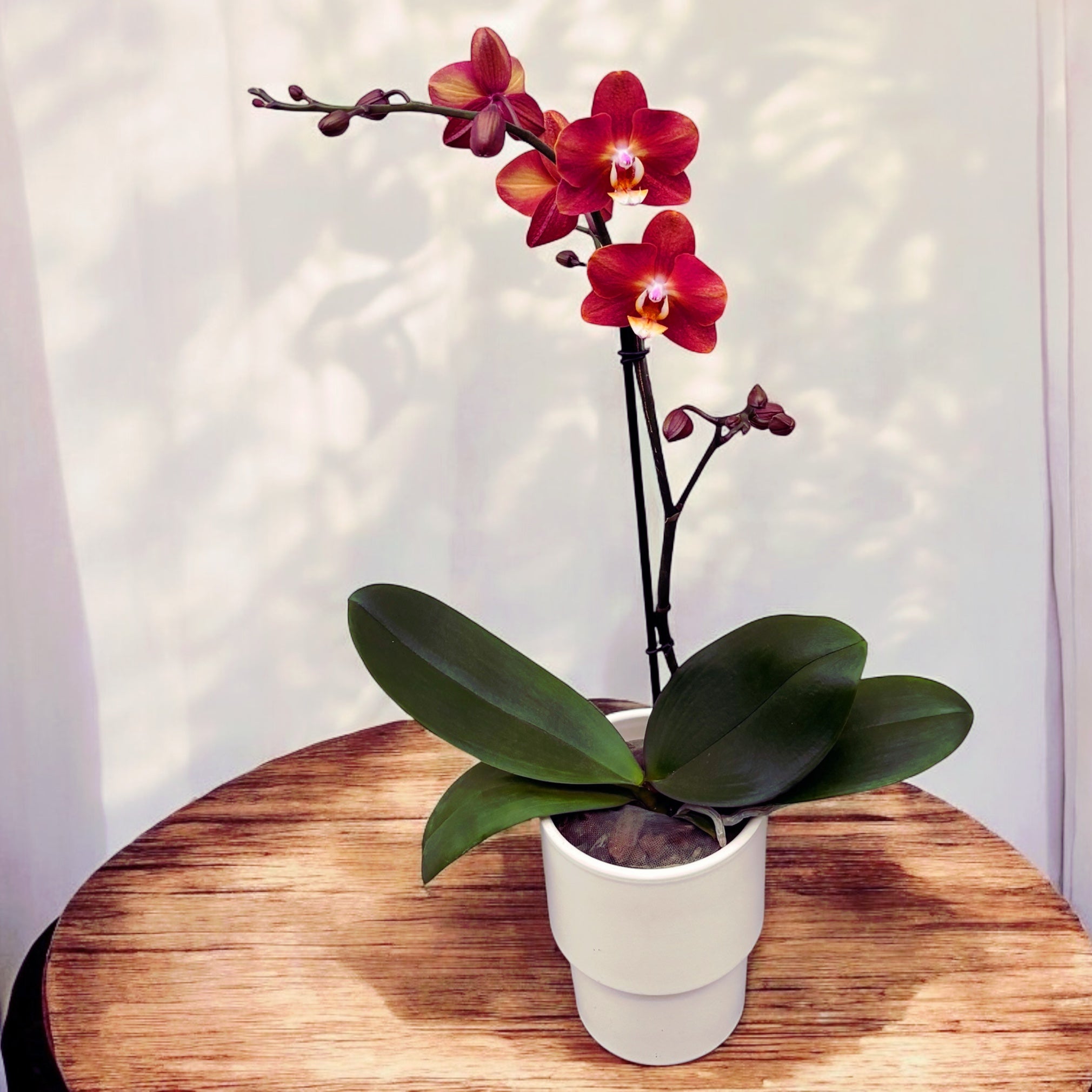Phalaenopsis Horizon