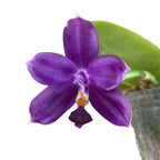 Phalaenopsis violacea var. coerulea