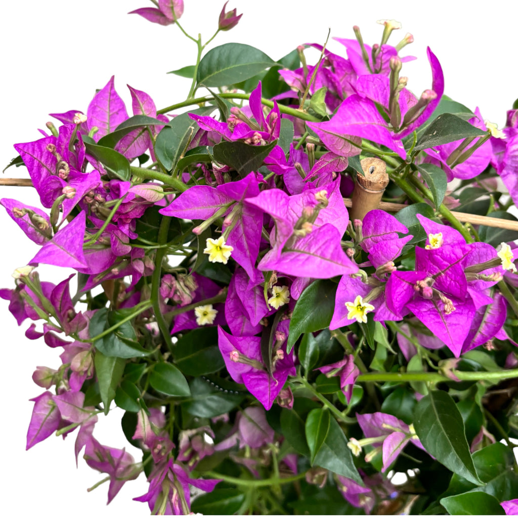 Bougainvillea 'Alexandra' (fialová papierová kvetina)