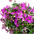 Bougainvillea 'Alexandra' - Fioletowy kwiat papierowy D17