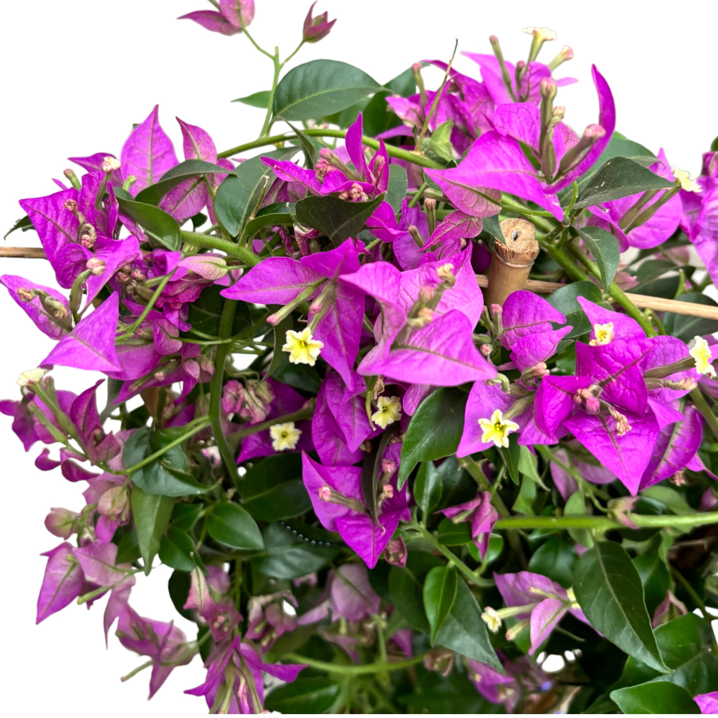 Bougainvillea 'Alexandra' (floarea de hartie mov)