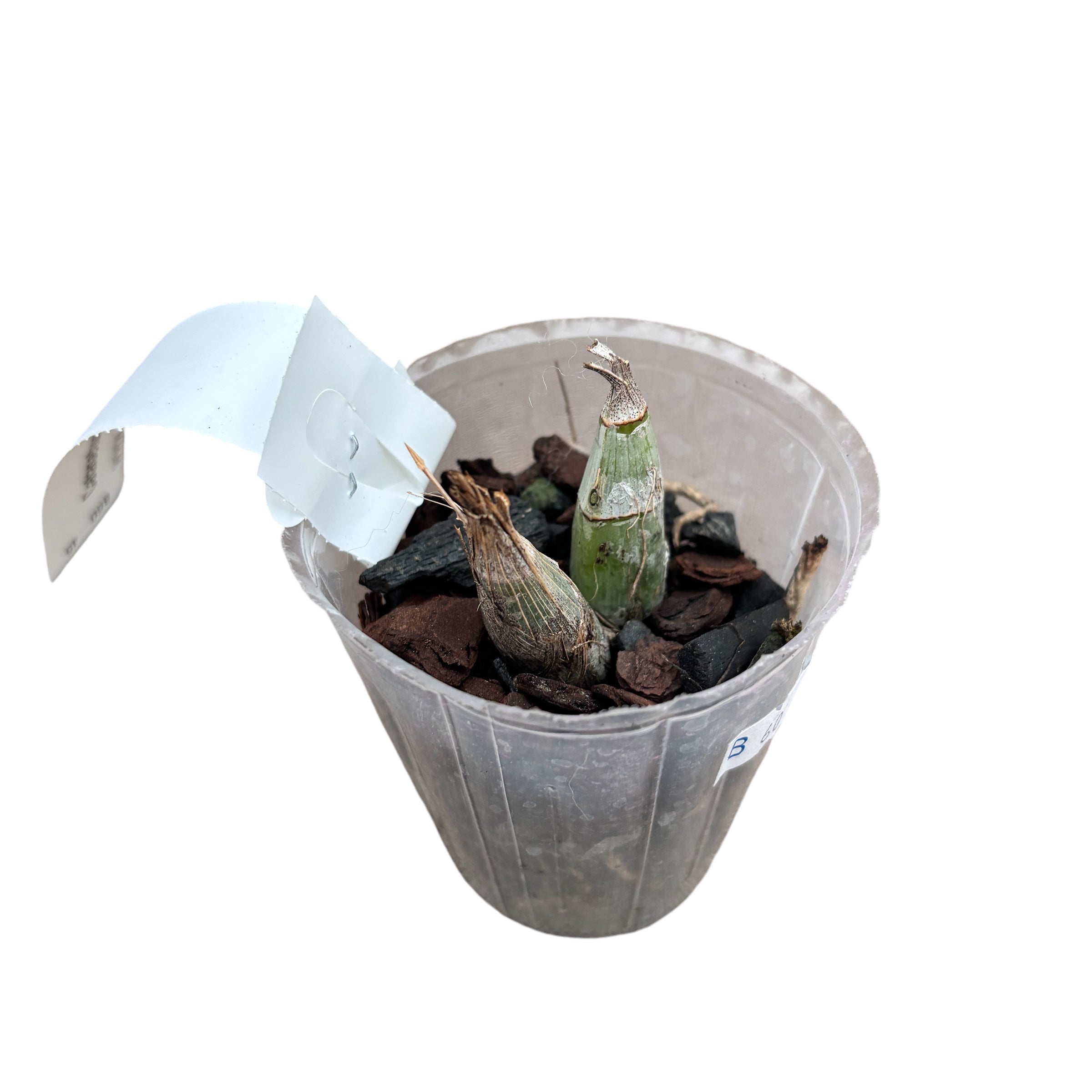 Catasetum gnomus 'Jumbo'