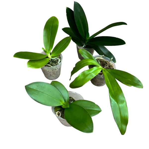 Phalaenopsis-Mischung (Taiwan)