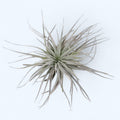Tillandsia Super Silver - planta aérea